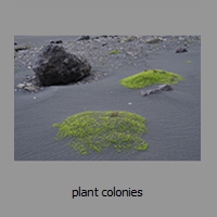 plant colonies